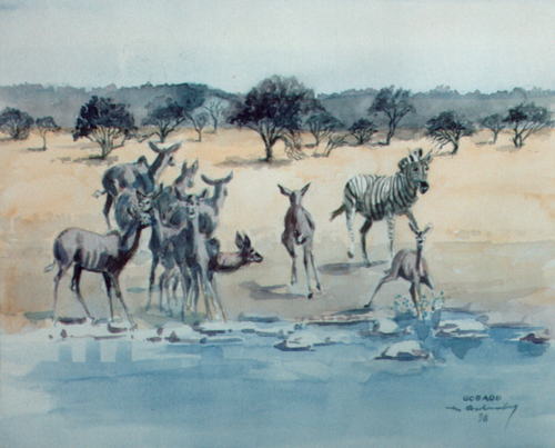 Bild Kudus mit Zebra von Uli Aschenborn